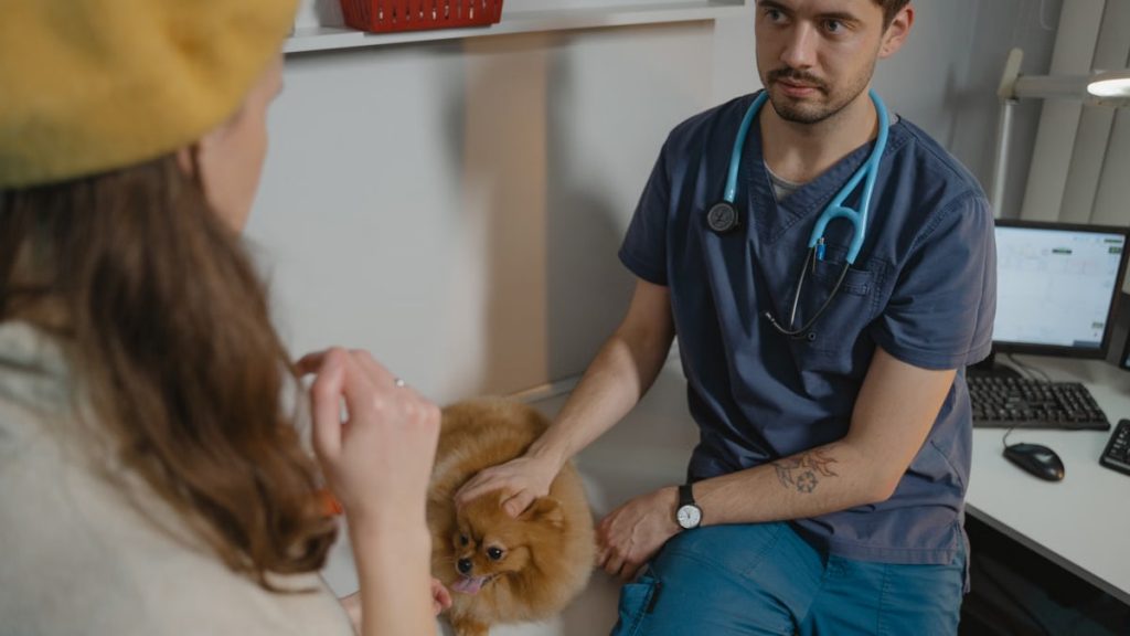 A veterinarian in scrub suit examines a pomeranian dog in a clinic setting.